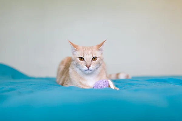 Pequeño gato — Foto de Stock