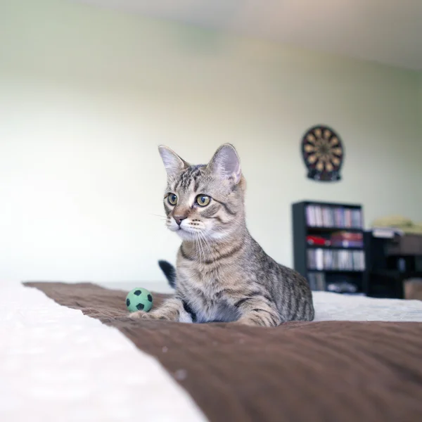 Pequeño gato —  Fotos de Stock