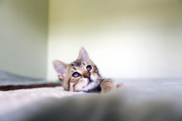 Маленькая кошка — стоковое фото
