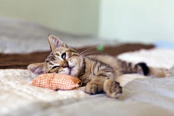 Pequeno gatinho — Fotografia de Stock