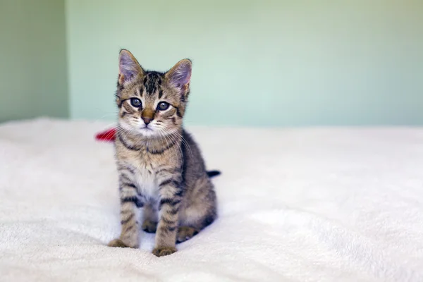 Gatito — Foto de Stock