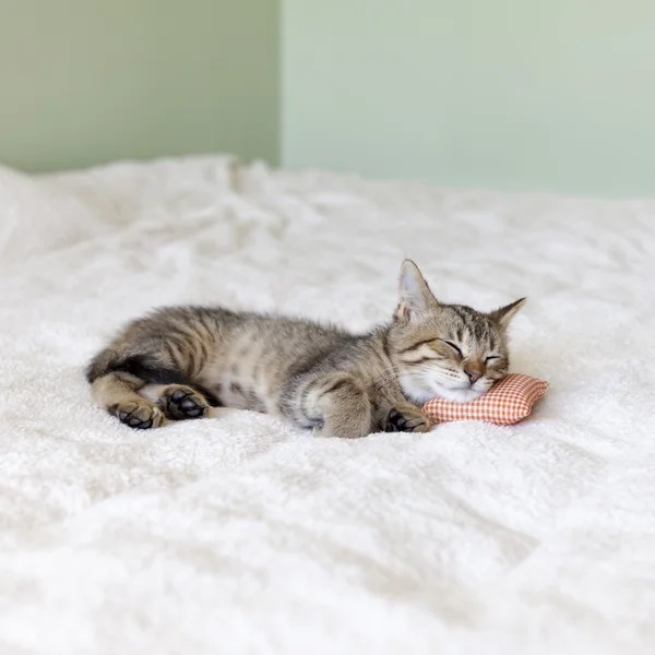 Pequeno gatinho — Fotografia de Stock