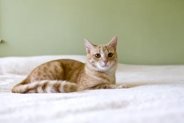Малі кішки — стокове фото