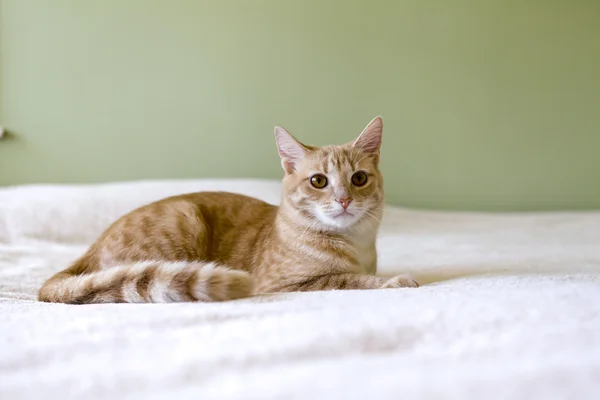 Pequeño gato —  Fotos de Stock