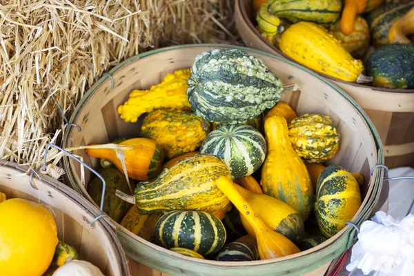 Oljeväxtfrukter — Stockfoto