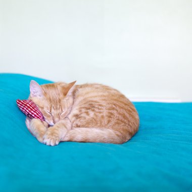 Kırmızı yastık ile küçük kedicik