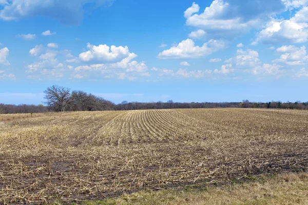 Campo no inverno — Fotografia de Stock