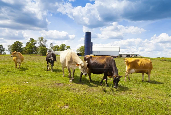 Коровы на поле с голубым небом — стоковое фото