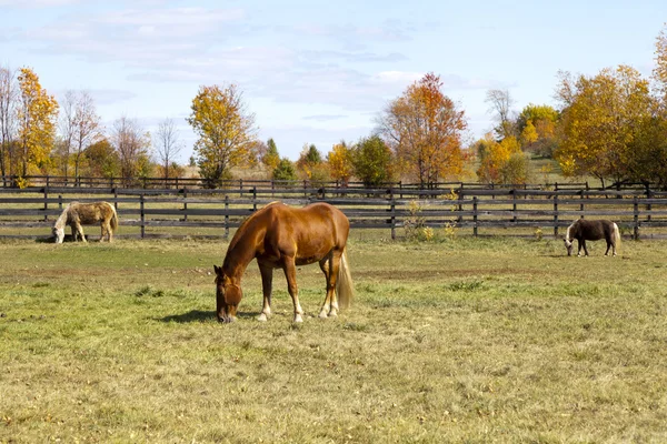 Bruin paard op Amerikaanse platteland — Stockfoto