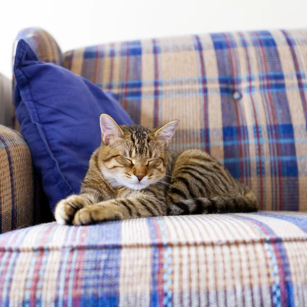 Pequeño gato — Foto de Stock