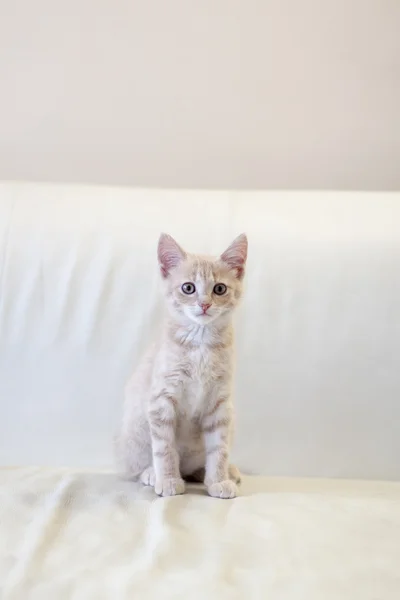 Kleine Katze — Stockfoto