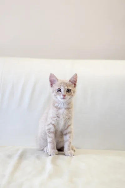 Pequeño gato —  Fotos de Stock