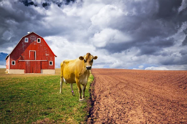 Ferme laitière traditionnelle américaine avec vache brune — Photo