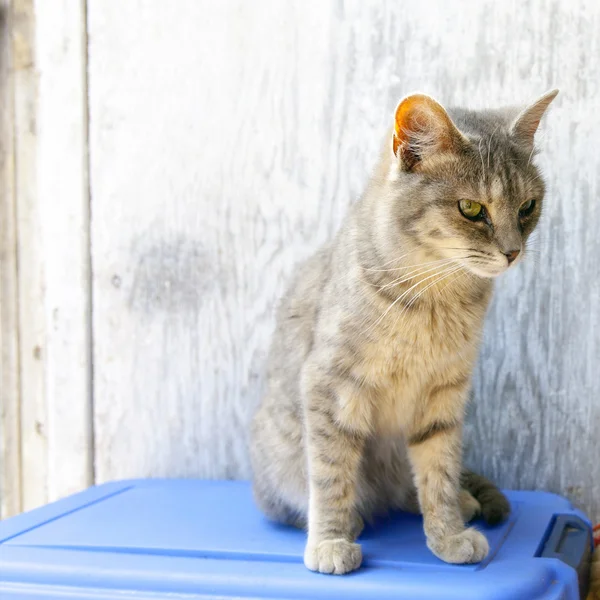 Outdoor Cat on American Farm — Stock Photo, Image