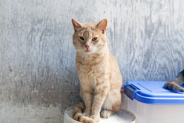 Outdoor Cat on American Farm — Stock Photo, Image