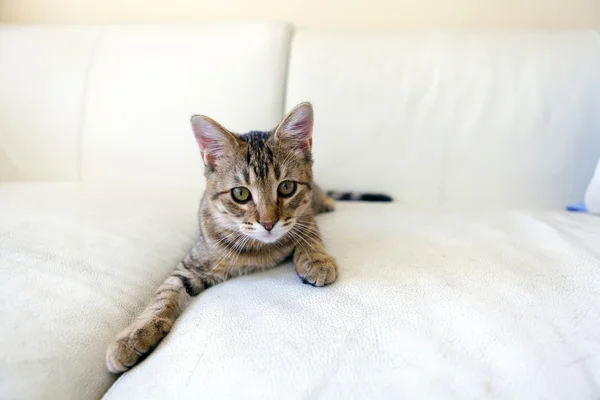 Kleine Katze — Stockfoto