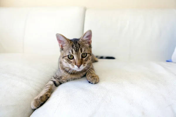 Pequeño gato — Foto de Stock