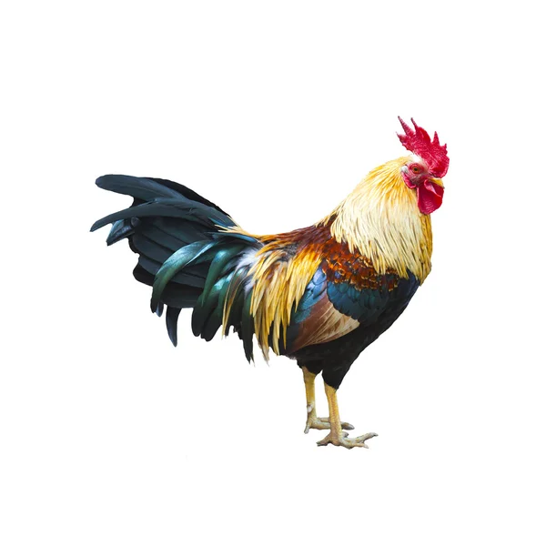 Wild rooster — Stockfoto