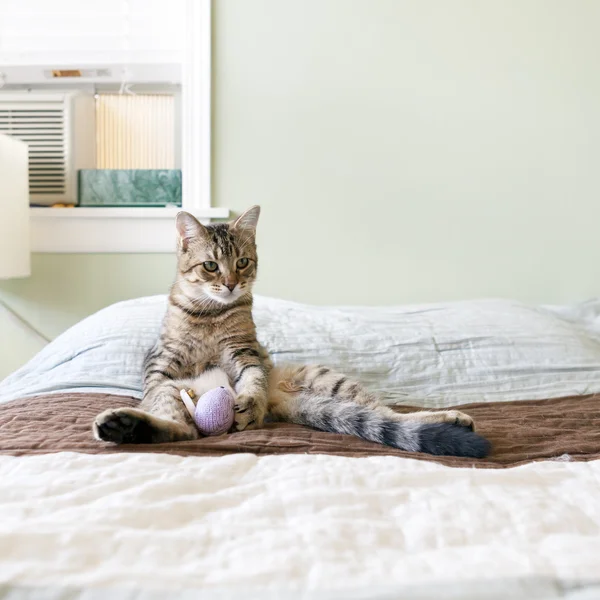 Pequeño gato en la cama — Foto de Stock