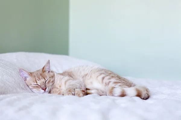 Jeune chat dans le lit — Photo