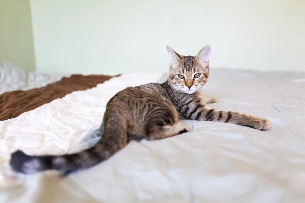 ベッドルームの小さなタビー猫 — ストック写真