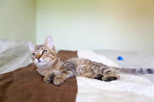 Kleine Tabby-Katze im Schlafzimmer — Stockfoto