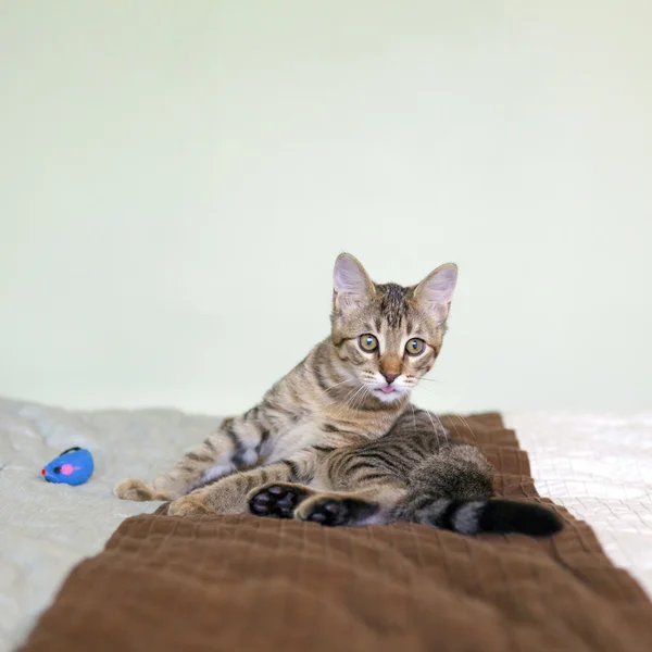 Kleine Tabby-Katze im Schlafzimmer — Stockfoto