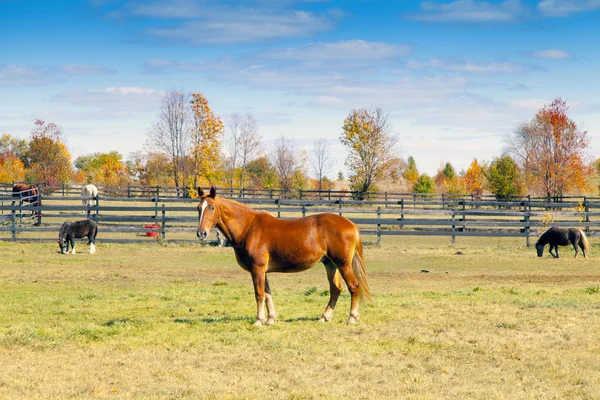 Bruin paard op Amerikaanse platteland — Stockfoto