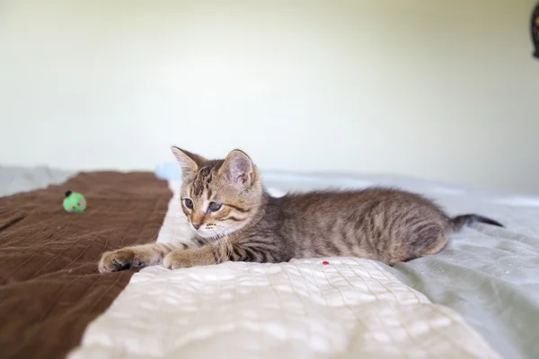 Pequeño gato Tabby en el dormitorio —  Fotos de Stock