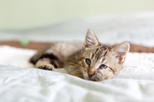 Kleine Tabby Cat in de slaapkamer — Stockfoto