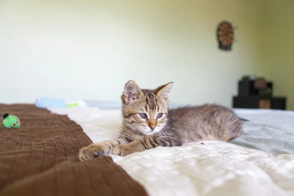 Mały kot Tabby w sypialni — Zdjęcie stockowe