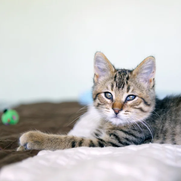 Mały kot Tabby w sypialni — Zdjęcie stockowe