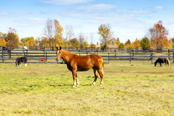 Paard op de boerderij — Stockfoto
