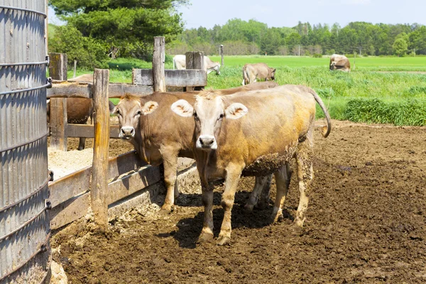 Koeien op veld met blauwe hemel — Stockfoto