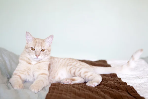 Pequeño gato — Foto de Stock