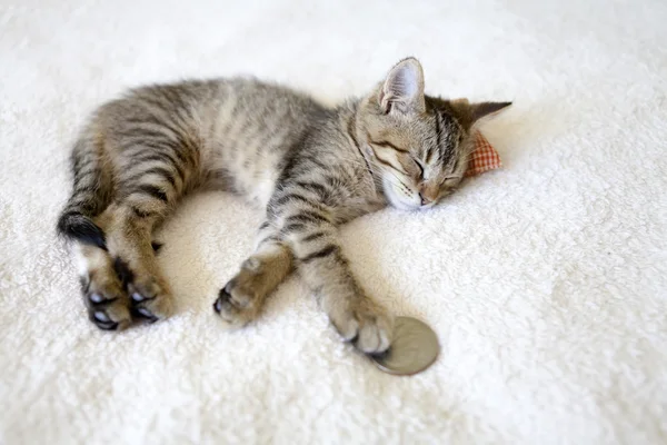 Kleine Tabby-Katze im Schlafzimmer — Stockfoto