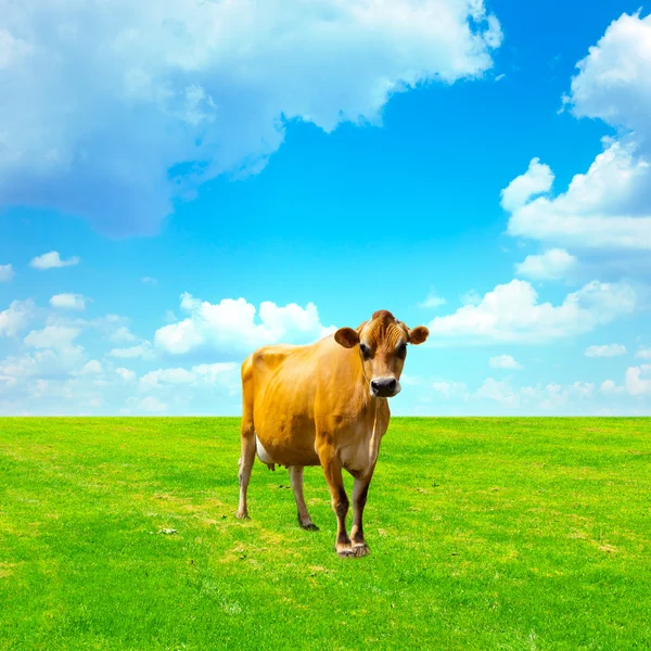 Paesaggio di primavera — Foto Stock