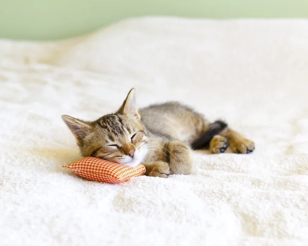 Pequeno gatinho com travesseiro vermelho — Fotografia de Stock