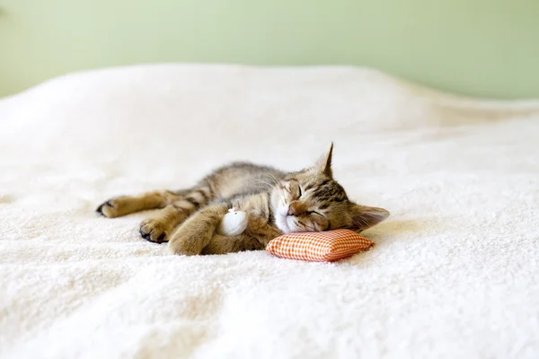 Kleine Katze mit Maus — Stockfoto