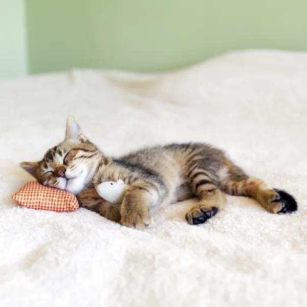 Pequeño gatito con almohada roja y ratón — Foto de Stock