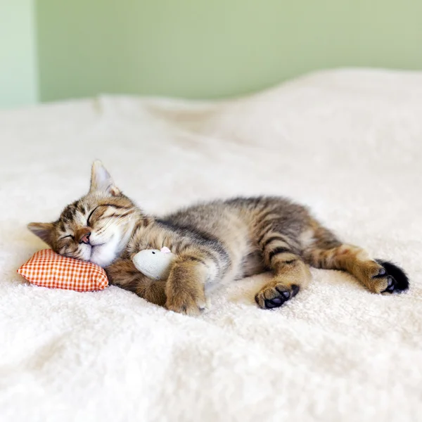 Маленький кошеня з червоним подушку і миша Ліцензійні Стокові Зображення