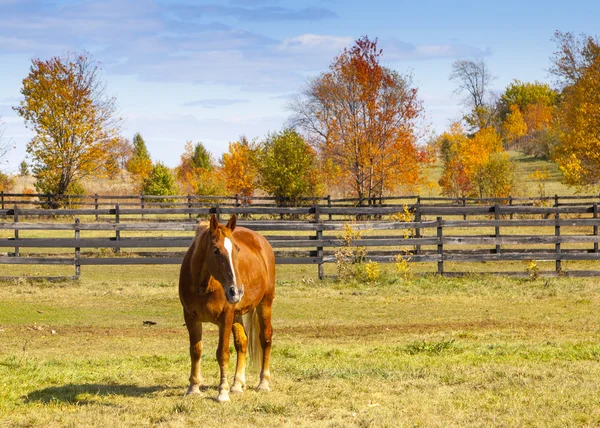 Caballo. — Foto de Stock