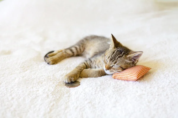 Gatito pequeño con almohada roja y cuarto —  Fotos de Stock