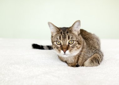 Yatak Odasında Küçük Tekir Kedi