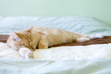tekir kedi