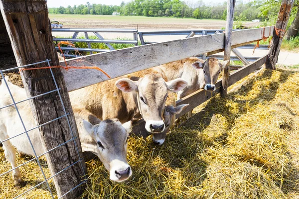 Brown vacas jovens — Fotografia de Stock