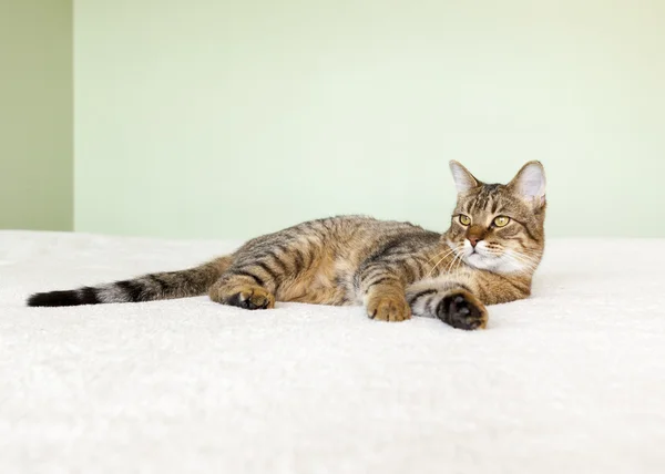 Small Tabby Cat in Bedroom — Stock Photo, Image