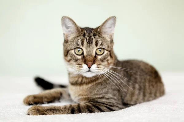 Pequeño gato Tabby en el dormitorio —  Fotos de Stock