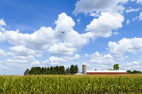 Traditional American Red Farm in Summer — Stock Photo, Image