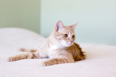 yatakta genç kedi